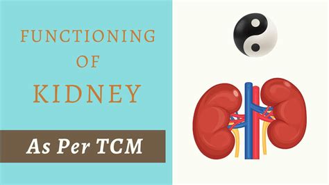 Organs And Its Functions As Per Tcm Part 4 Kidney Youtube