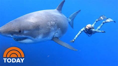 ocean ramsey shares exclusive video of swimming with massive great white shark today swimmer