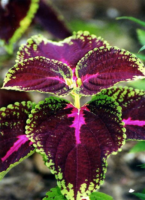 Plant With Purple Flowers And Green Leaves Weed Lynnes Horticultural