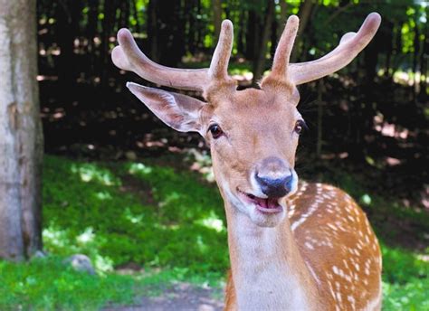 How Long Do Deer Live On Average In Captivity And Wild Sand Creek Farm