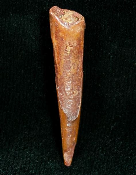 117 Pterosaur Tooth Tegana Formation 7181 For Sale