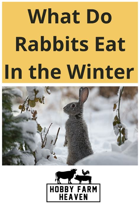 What Do Rabbits Eat In The Winter · Hobby Farm Heaven