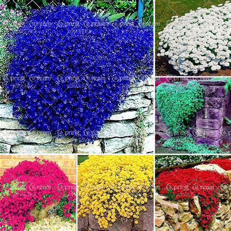 100pcsbag Creeping Thyme Seeds Or Blue Rock Cress Seeds Perennial
