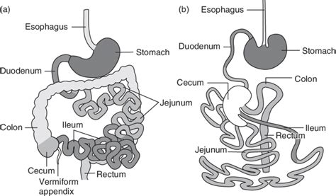 1 Alimentary Canals Of Primates And Rodents In The Primate Human