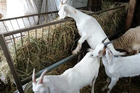¿qué Comen Las Cabras Cómo Alimentar Las Cabras Wikifarmer