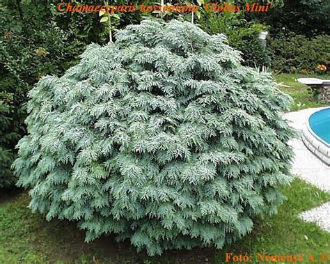 But a house accented by living green ornaments and evergreen shrubs is worthy of a double look. Chamaecyparis lawsoniana 'Globus Mini' | Evergreen garden ...