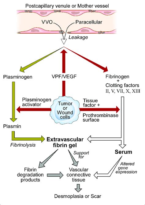 Schematic Diagram Of Stroma Formation In Tumors And Wounds Vascular