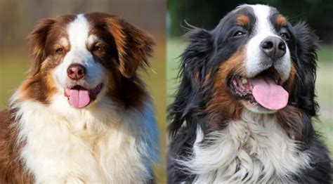 We did not find results for: Australian Shepherd vs. Bernese Mountain Dog: Differences ...