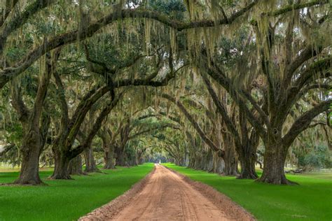 Oak Tree Tunnel Over Tomotley Plantation Driveway Print Photos By