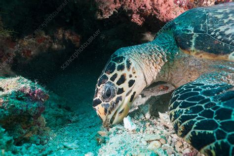 Eating Hawksbill Turtle Stock Image C0317822 Science Photo Library