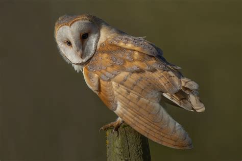 Barn Owls 1 Flickr