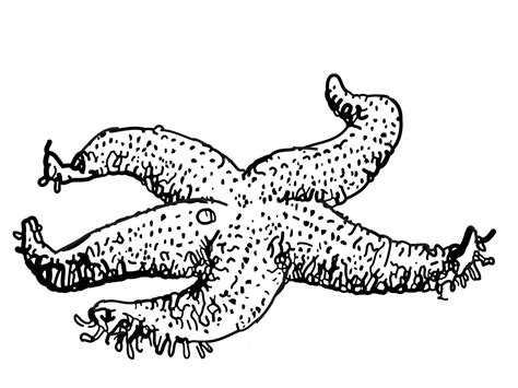 They inhabit all the seas and oceans on our planet, but they prefer warmth, so there are much more sea stars in the tropical seas than in the cold northern ones. Free Printable Starfish Coloring Pages For Kids