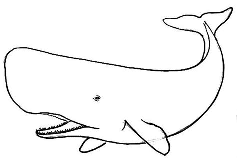 Drawings Of Sperm Whales Hot Nude
