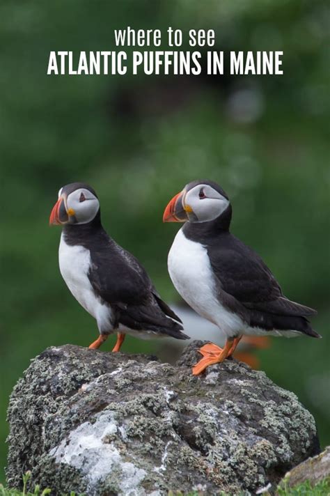 Where To See Puffins In Maine Maine Travel Bar Harbor Maine Maine
