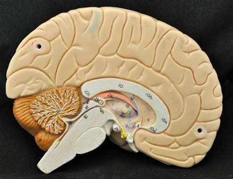 Human Anatomy Lab Brain Models