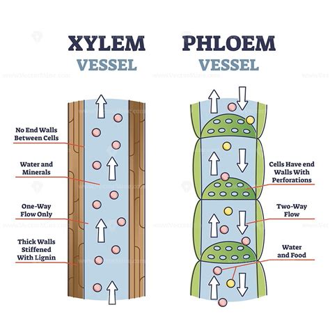 xylem and phloem water and minerals transportation system outline diagram biology diagrams