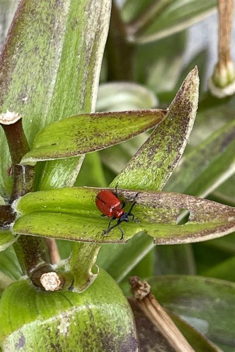 how to get rid of scarlet lily beetles gardening with sharon