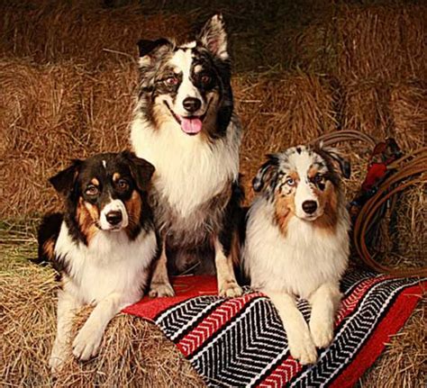 Kate instinctively would round up the horses and bring them to barn at feeding time. Australian Shepherd Breeders Oregon