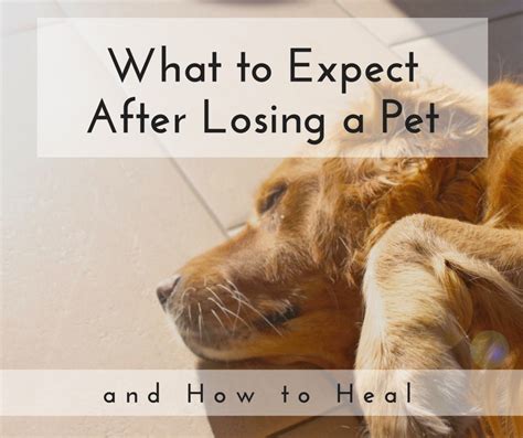 How can i overcome grieving the loss of a pet?. The Stages of Grief When Losing a Dog | PetHelpful