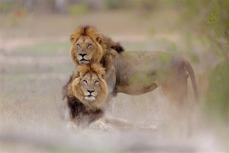 Male Lions Photograph By Ozkan Ozmen Fine Art America