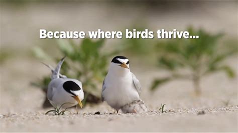 Protecting Birds On The Gulf Coast Youtube