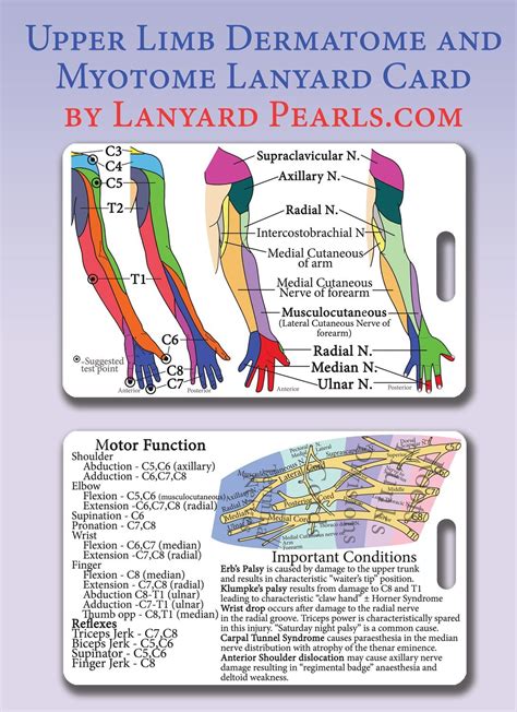 Upper Limb Dermatome Myotome Pvc Lanyard Card