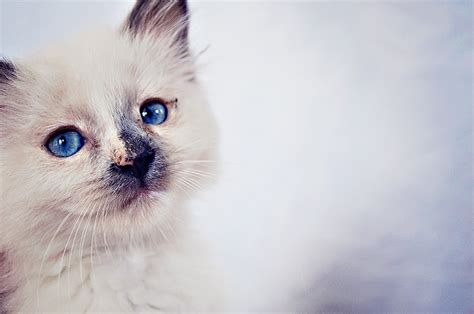 Lavender 10 Weeks Siamese Mix With Beautiful Blue Eyes Angelica