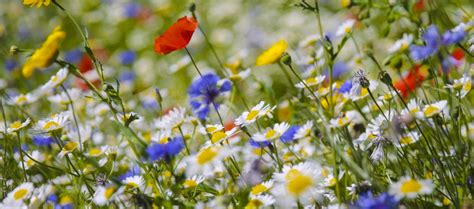 Create A Wildflower Meadow Or Colourful Cornfield Mrs Potter In