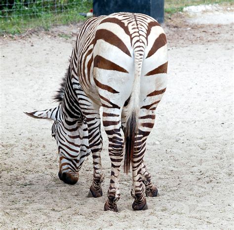 Zebra Behind | Cathy Scola | Flickr