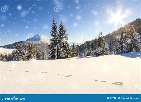 Beautiful Winter Panorama With Fresh Falling Snow Landscape Wit Stock