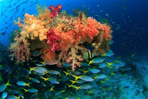 Dive Indonesia Indonesia Scuba Diving Holidays Infinite Blue Dive Travel