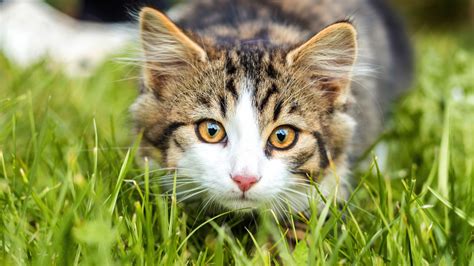 Cat With Brown Eyes Is Sitting On The Grass Field 4k Hd Cat Wallpapers