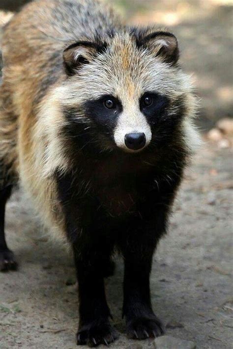 Raccoon Dog The Raccoon Dog Which Is Not A Raccoon Is A Member Of