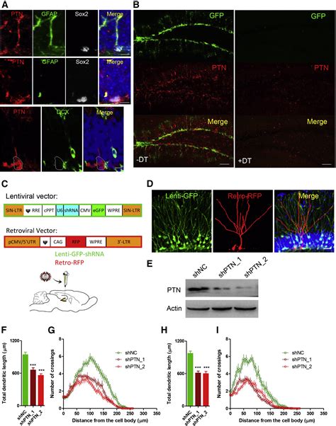 Neural Stem Cells Behave As A Functional Niche For The Maturation Of