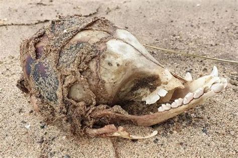 インディゴになりたい。 広告ありがとうございます。 出川 これが一番怖い おるやん 浮遊霊と化したカツドン カツドンやん ブレてるだけやん おるやんwww カツドンかな? まるで世界の終わり…アマゾンの火災により、真昼のブラジル ...