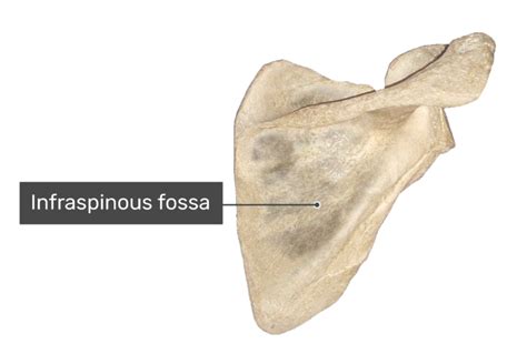 Infraspinous Fossa Of Scapula