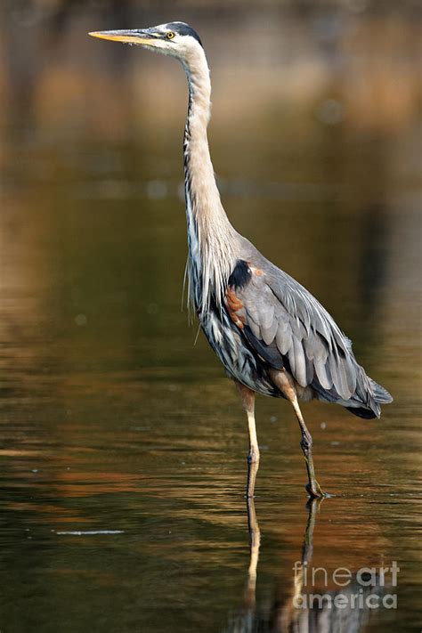 Great Blue Heron Standing Tall Photograph By Sue Harper Fine Art America