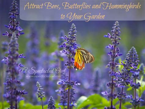 Learn How To Attract Bees Butterflies And Hummingbirds To Your Garden