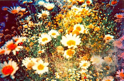 Daisys The Happiest Flower Soft Grunge Wild Flowers Beautiful