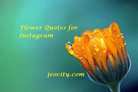 Best Flower Quotes For Instagram Jeocity