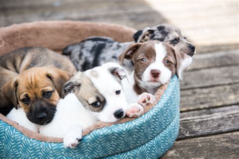 Maybe you would like to learn more about one of these? Pet Store Puppies Tied to New Outbreak of Drug-Resistant Bacteria | Live Science