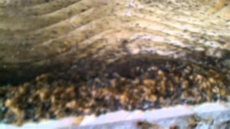 The Sickest Most Infested Bed Bug Job In Syracuse Ny Youtube