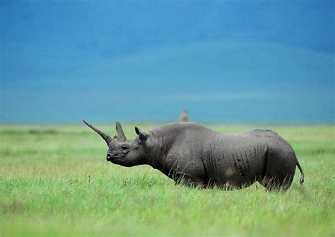 Black Rhinoceros Diceros Bicornis License Image 70506217 Lookphotos