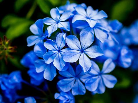 Most Beautiful Blue Flowering Plants For Your Home Garden