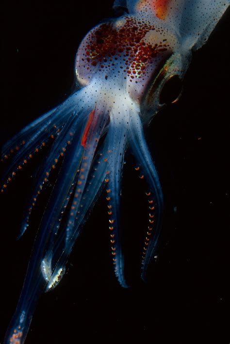 8 Beautiful Bioluminescent Creatures From The Sea Wired