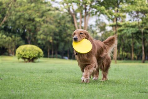 Everything You Need To Know About The Golden Retriever K9 Web