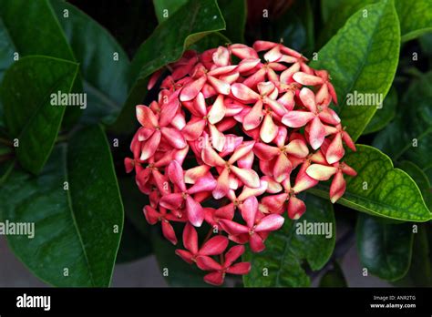 Ixora Hi Res Stock Photography And Images Alamy