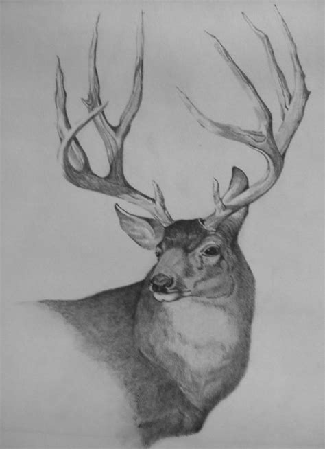 Big Mule Deer Drawing By Larry Valdez