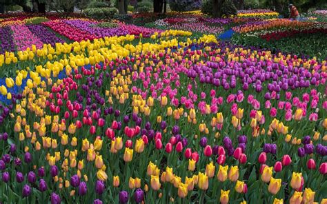 Love Spring Flowers Visit These 7 Gardens Around The