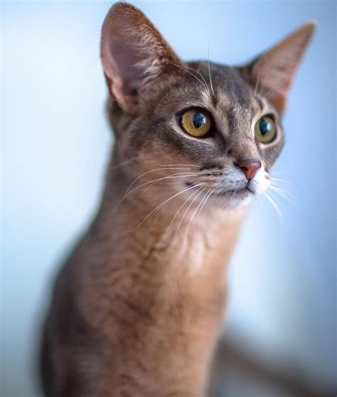 10 Cat Breeds That Love Water Abyssinian Cats Cat Breeds Cats